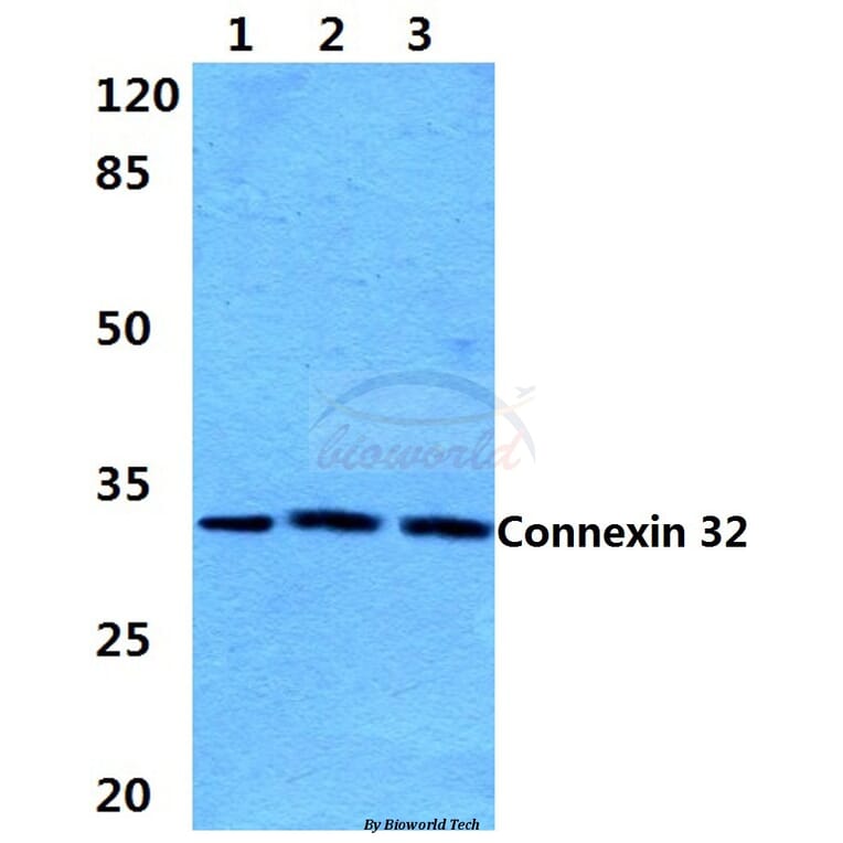 Anti-Connexin 32 (L115) Antibody from Bioworld Technology (BS3527) - Antibodies.com