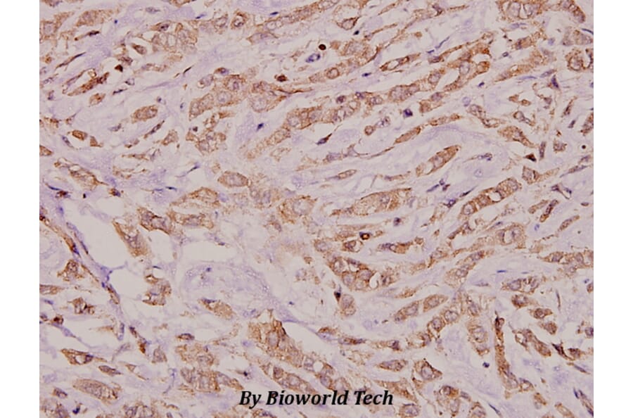 Anti-Connexin 32 (L115) Antibody from Bioworld Technology (BS3527) - Antibodies.com