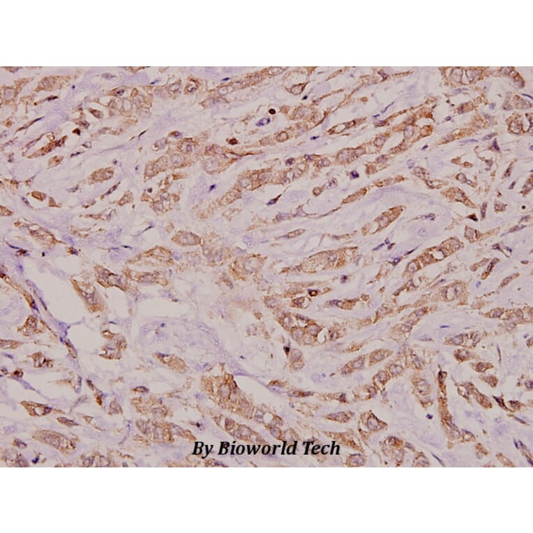 Anti-Connexin 32 (L115) Antibody from Bioworld Technology (BS3527) - Antibodies.com