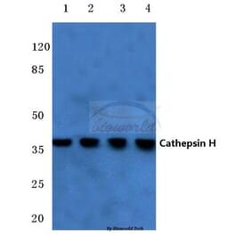 Anti-Cathepsin H (Y205) Antibody from Bioworld Technology (BS3530) - Antibodies.com