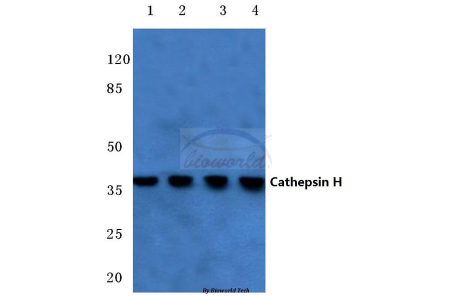 Anti-Cathepsin H (Y205) Antibody from Bioworld Technology (BS3530) - Antibodies.com