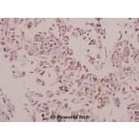 Anti-Cathepsin H (Y205) Antibody from Bioworld Technology (BS3530) - Antibodies.com