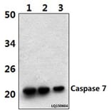 Anti-Caspase 7 (M45) Antibody from Bioworld Technology (BS3532) - Antibodies.com