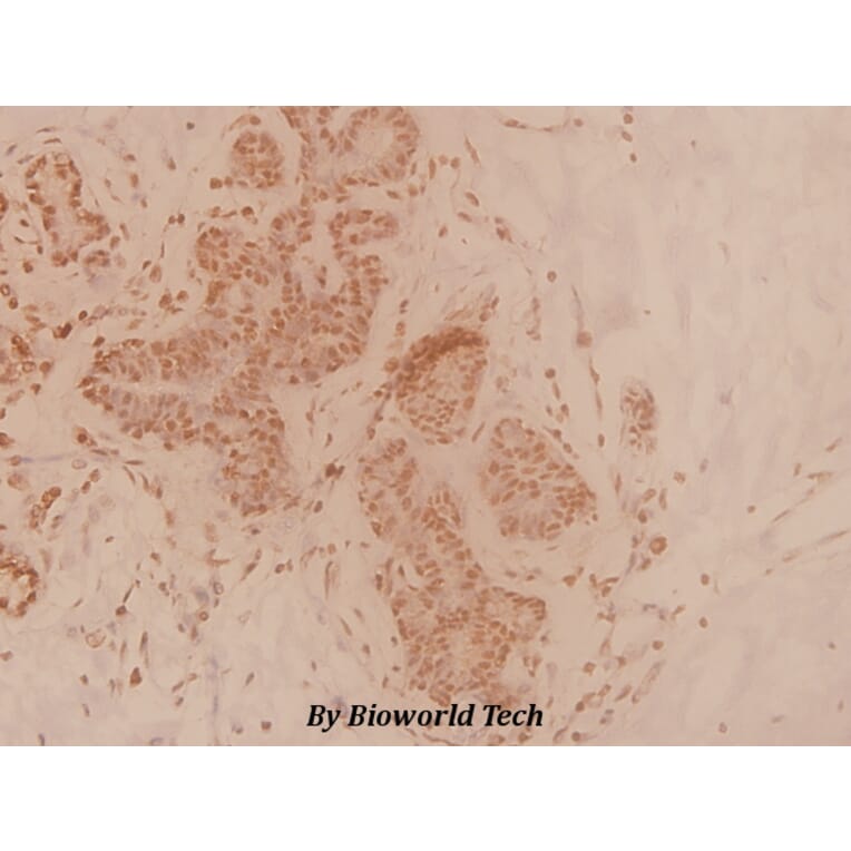 Anti-Caspase 7 (M45) Antibody from Bioworld Technology (BS3532) - Antibodies.com