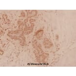 Anti-Caspase 7 (M45) Antibody from Bioworld Technology (BS3532) - Antibodies.com