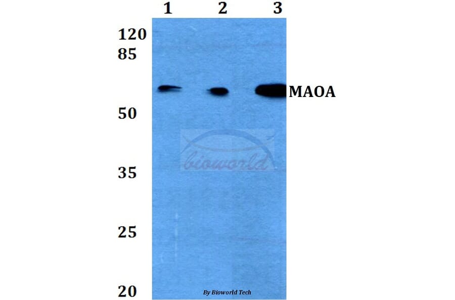 Anti-MAOA (P347) Antibody from Bioworld Technology (BS3535) - Antibodies.com
