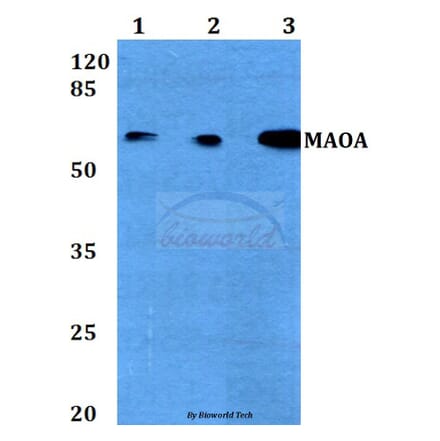 Anti-MAOA (P347) Antibody from Bioworld Technology (BS3535) - Antibodies.com