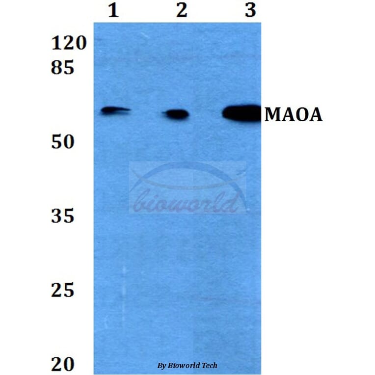 Anti-MAOA (P347) Antibody from Bioworld Technology (BS3535) - Antibodies.com