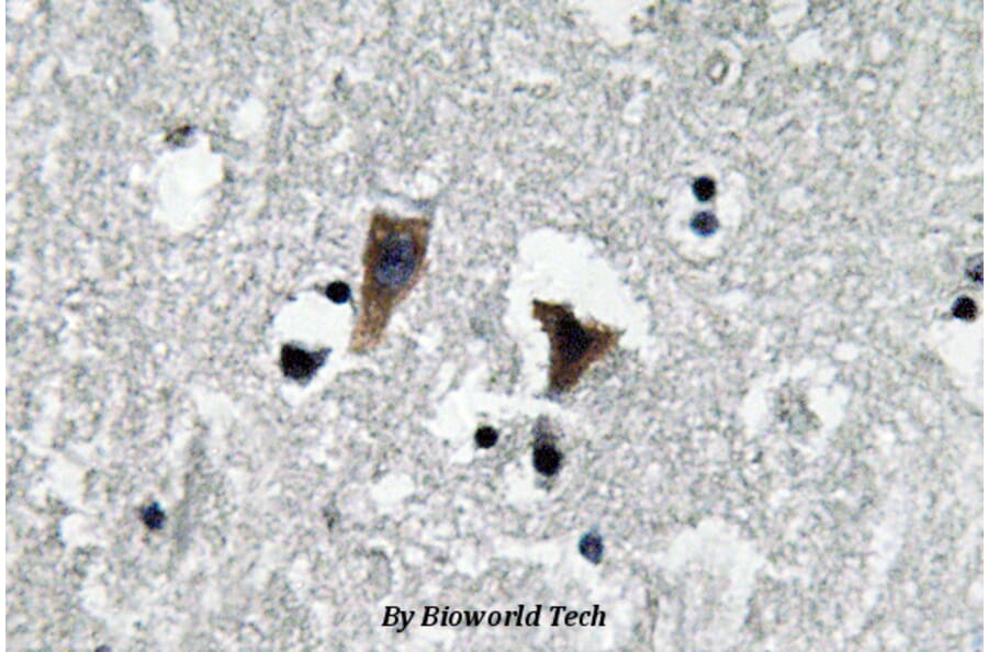Anti-MAOA (P347) Antibody from Bioworld Technology (BS3535) - Antibodies.com