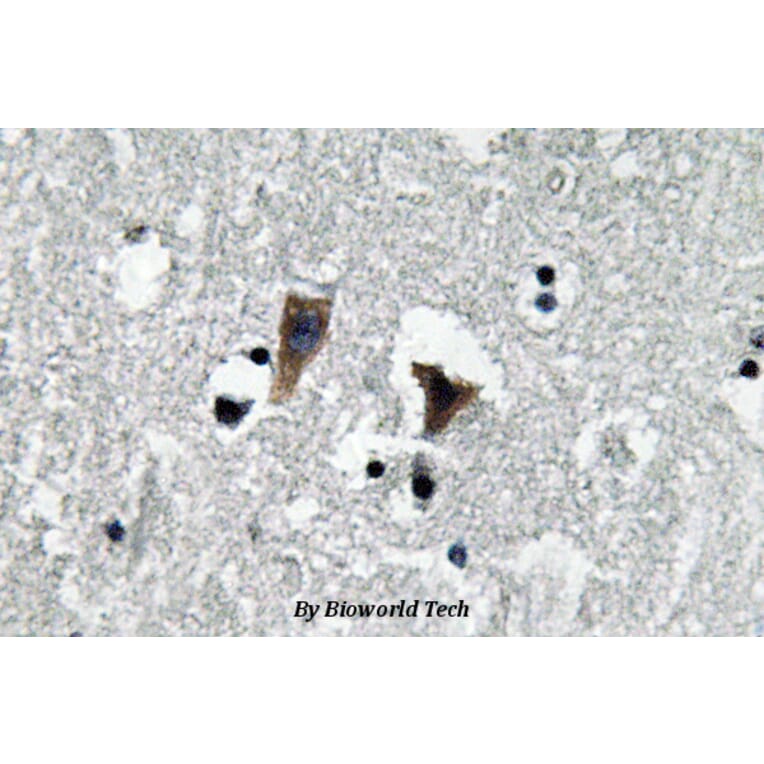 Anti-MAOA (P347) Antibody from Bioworld Technology (BS3535) - Antibodies.com