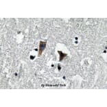 Anti-MAOA (P347) Antibody from Bioworld Technology (BS3535) - Antibodies.com
