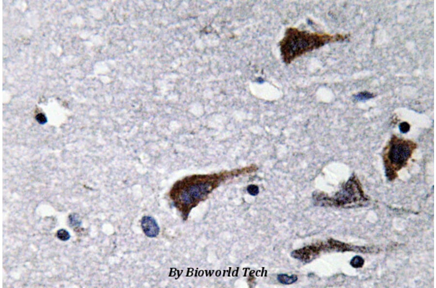 Anti-Cathepsin B (N217) Antibody from Bioworld Technology (BS3536) - Antibodies.com