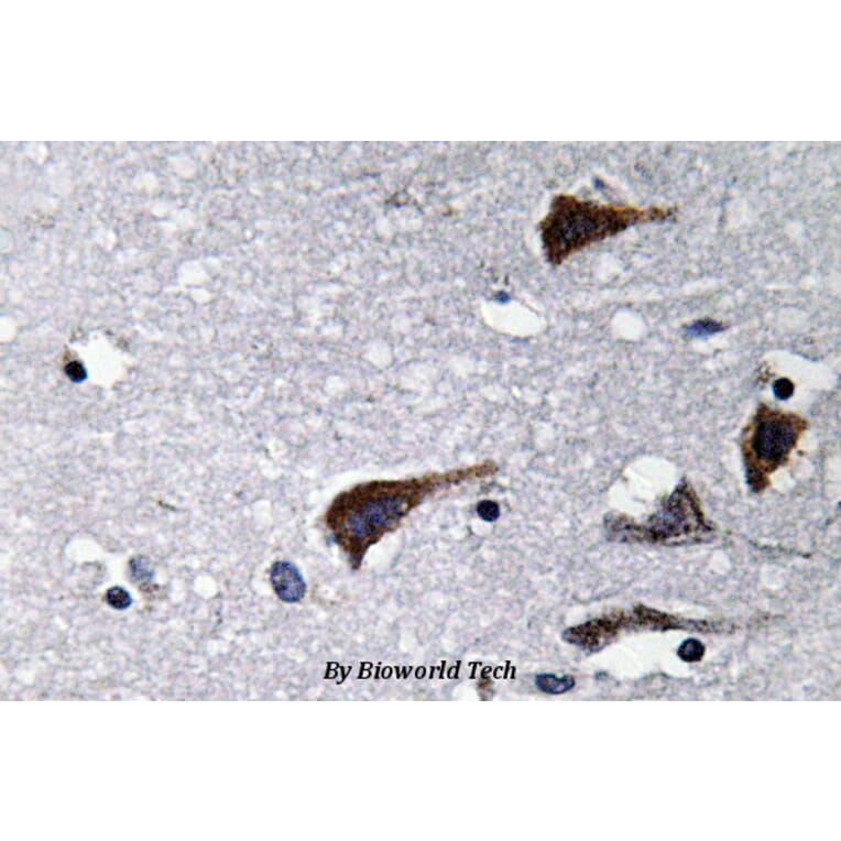 Anti-Cathepsin B (N217) Antibody from Bioworld Technology (BS3536) - Antibodies.com