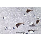 Anti-Cathepsin B (N217) Antibody from Bioworld Technology (BS3536) - Antibodies.com