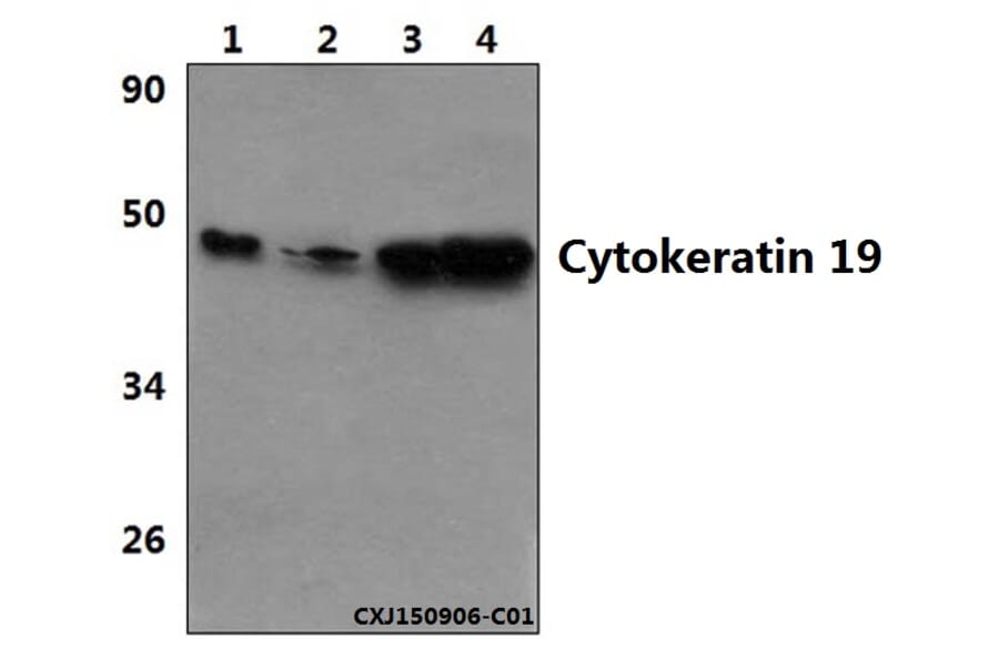 Anti-Cytokeratin 19 (L349) Antibody from Bioworld Technology (BS3540) - Antibodies.com