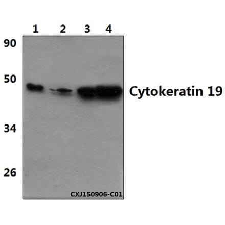 Anti-Cytokeratin 19 (L349) Antibody from Bioworld Technology (BS3540) - Antibodies.com