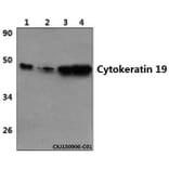Anti-Cytokeratin 19 (L349) Antibody from Bioworld Technology (BS3540) - Antibodies.com
