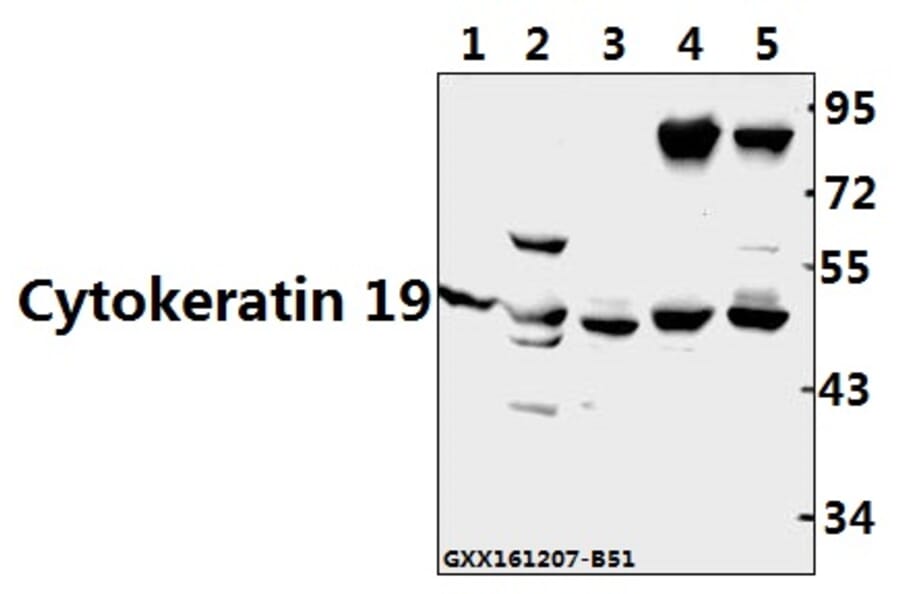 Anti-Cytokeratin 19 (L349) Antibody from Bioworld Technology (BS3540) - Antibodies.com