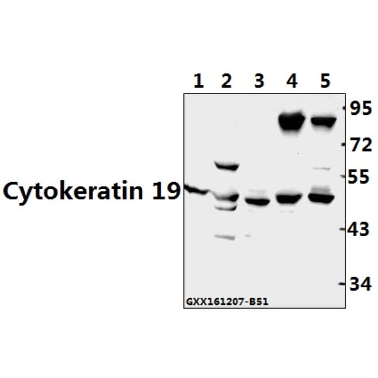 Anti-Cytokeratin 19 (L349) Antibody from Bioworld Technology (BS3540) - Antibodies.com