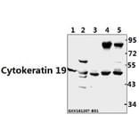 Anti-Cytokeratin 19 (L349) Antibody from Bioworld Technology (BS3540) - Antibodies.com