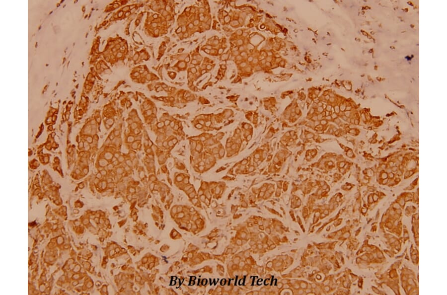 Anti-Cytokeratin 19 (L349) Antibody from Bioworld Technology (BS3540) - Antibodies.com