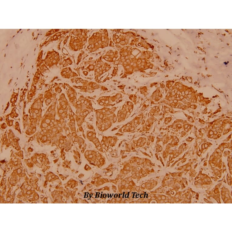 Anti-Cytokeratin 19 (L349) Antibody from Bioworld Technology (BS3540) - Antibodies.com