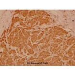 Anti-Cytokeratin 19 (L349) Antibody from Bioworld Technology (BS3540) - Antibodies.com