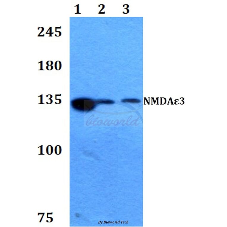 Anti-NMDAε3 (P986) Antibody from Bioworld Technology (BS3541) - Antibodies.com