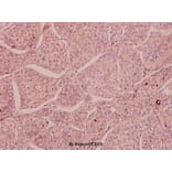 Anti-NMDAε3 (P986) Antibody from Bioworld Technology (BS3541) - Antibodies.com
