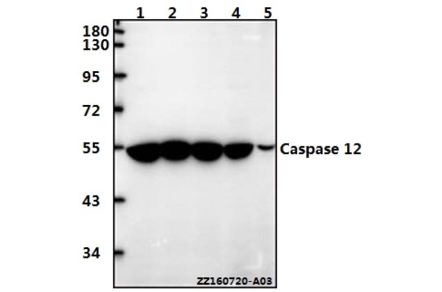 Anti-Caspase 12 (P99) Antibody from Bioworld Technology (BS3542) - Antibodies.com