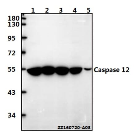 Anti-Caspase 12 (P99) Antibody from Bioworld Technology (BS3542) - Antibodies.com