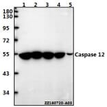 Anti-Caspase 12 (P99) Antibody from Bioworld Technology (BS3542) - Antibodies.com