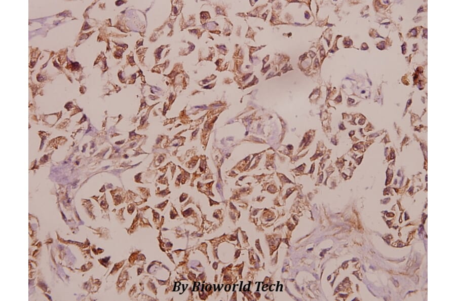 Anti-Caspase 12 (P99) Antibody from Bioworld Technology (BS3542) - Antibodies.com