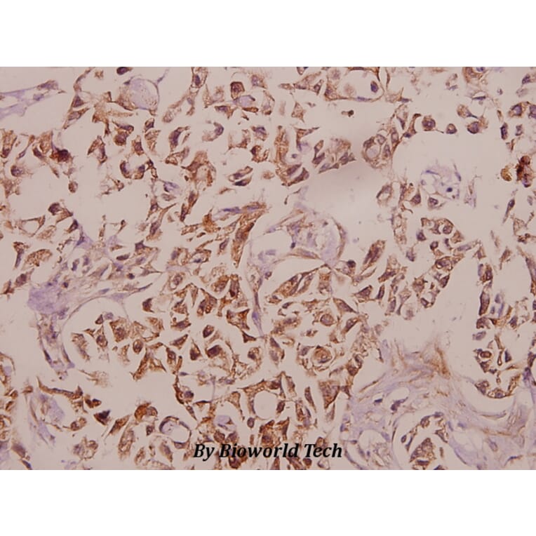 Anti-Caspase 12 (P99) Antibody from Bioworld Technology (BS3542) - Antibodies.com