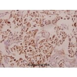 Anti-Caspase 12 (P99) Antibody from Bioworld Technology (BS3542) - Antibodies.com