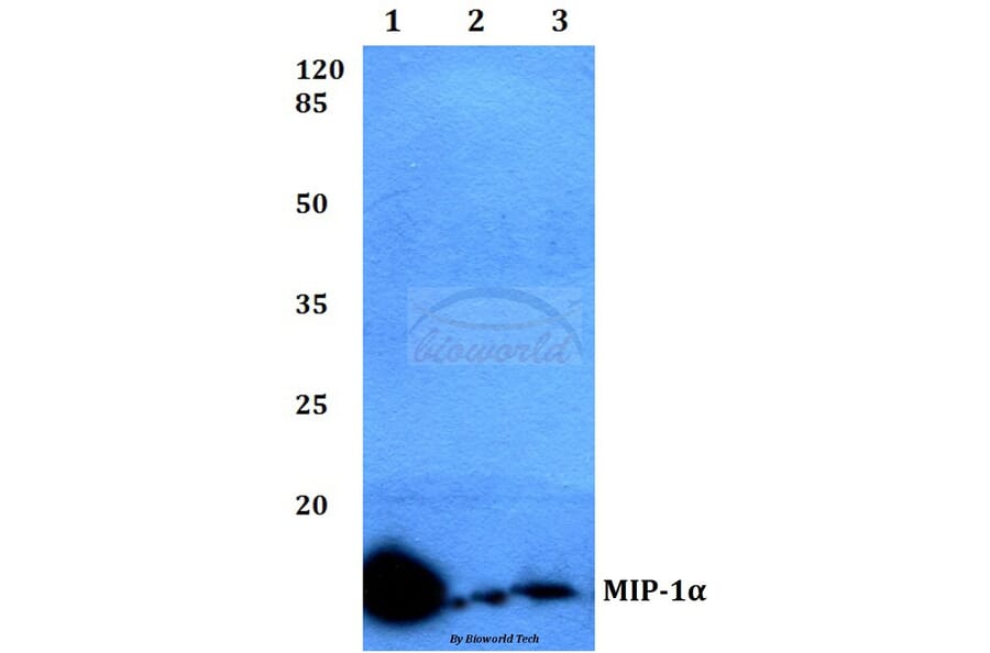 Anti-MIP-1α (D75) Antibody from Bioworld Technology (BS3543) - Antibodies.com