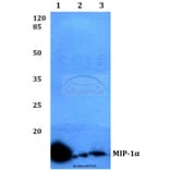 Anti-MIP-1α (D75) Antibody from Bioworld Technology (BS3543) - Antibodies.com