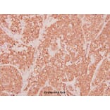 Anti-MIP-1α (D75) Antibody from Bioworld Technology (BS3543) - Antibodies.com
