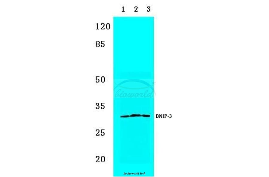 Anti-BNIP-3 (E96) Antibody from Bioworld Technology (BS3545) - Antibodies.com