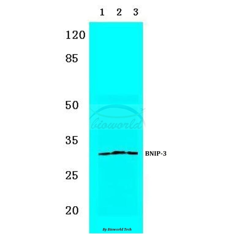 Anti-BNIP-3 (E96) Antibody from Bioworld Technology (BS3545) - Antibodies.com