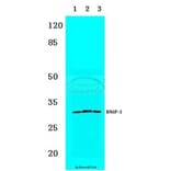 Anti-BNIP-3 (E96) Antibody from Bioworld Technology (BS3545) - Antibodies.com