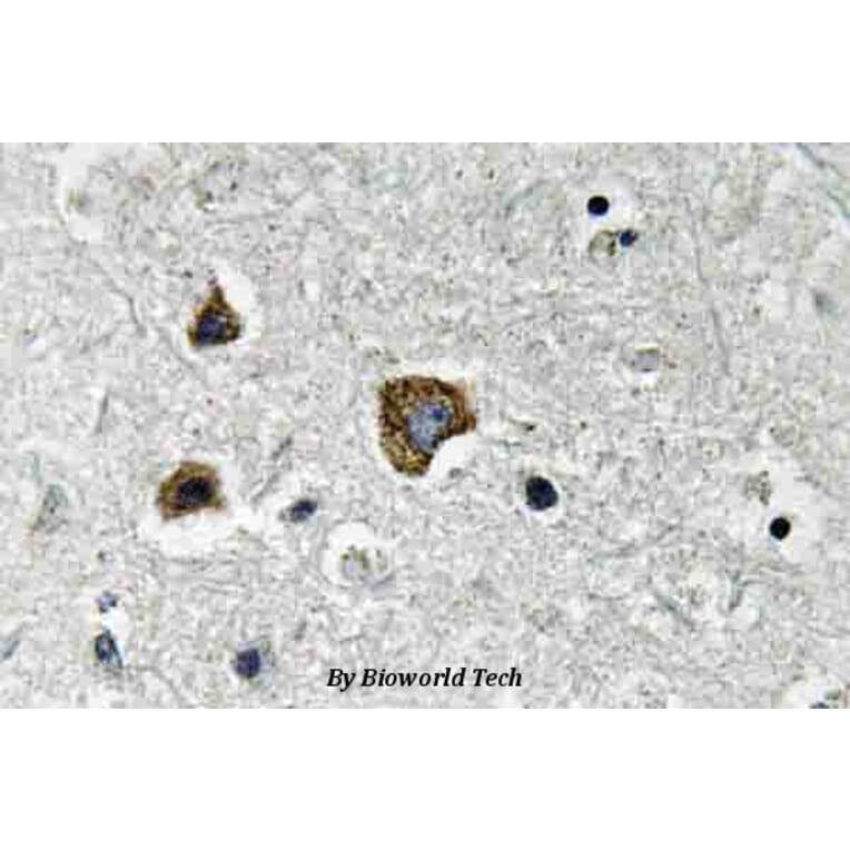 Anti-BNIP-3 (E96) Antibody from Bioworld Technology (BS3545) - Antibodies.com