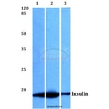 Anti-Insulin (F49) Antibody from Bioworld Technology (BS3546) - Antibodies.com