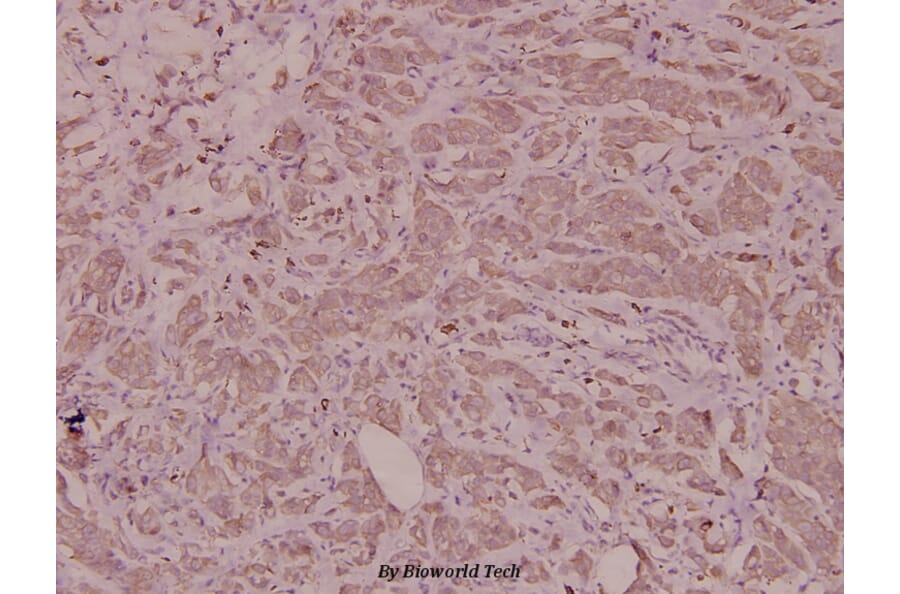 Anti-Insulin (F49) Antibody from Bioworld Technology (BS3546) - Antibodies.com