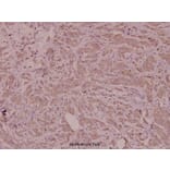 Anti-Insulin (F49) Antibody from Bioworld Technology (BS3546) - Antibodies.com