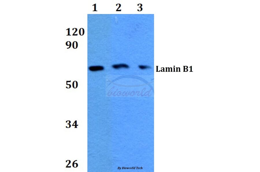 Anti-Lamin B1 (L75) Antibody from Bioworld Technology (BS3547) - Antibodies.com