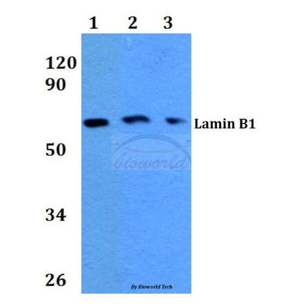 Anti-Lamin B1 (L75) Antibody from Bioworld Technology (BS3547) - Antibodies.com