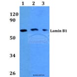 Anti-Lamin B1 (L75) Antibody from Bioworld Technology (BS3547) - Antibodies.com