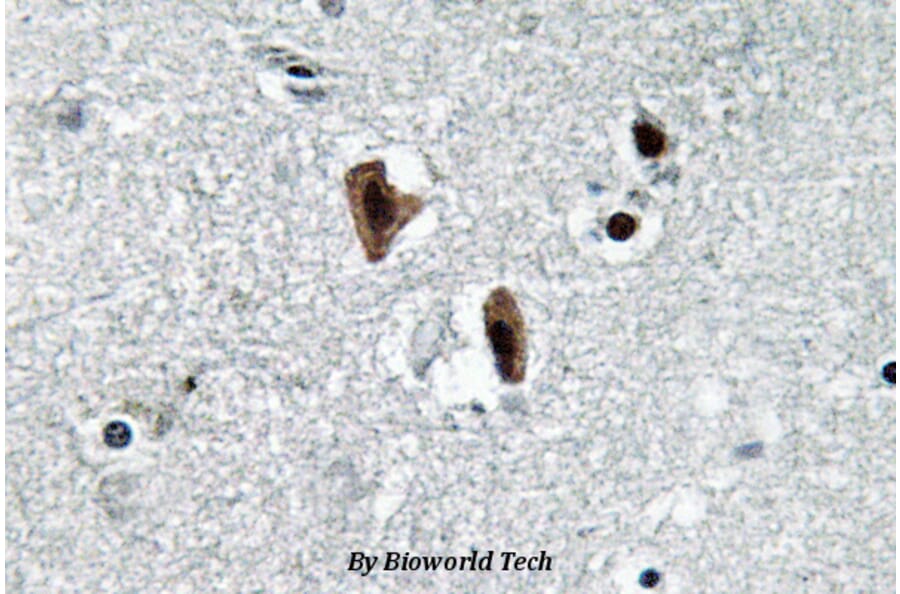 Anti-Lamin B1 (L75) Antibody from Bioworld Technology (BS3547) - Antibodies.com