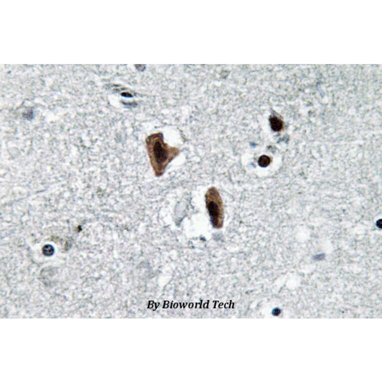 Anti-Lamin B1 (L75) Antibody from Bioworld Technology (BS3547) - Antibodies.com